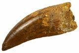 Serrated, Carcharodontosaurus Tooth - Real Dinosaur Tooth #329878-1